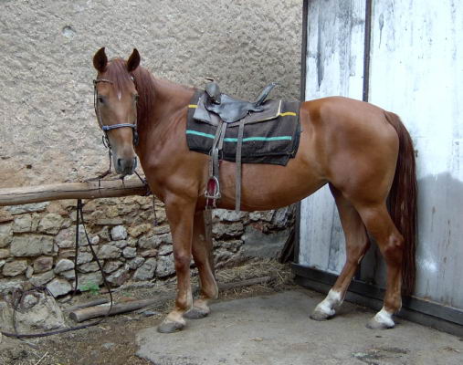 rutas a caballo asturias,rutas a caballo en asturias picos de europa.hipico,hipica